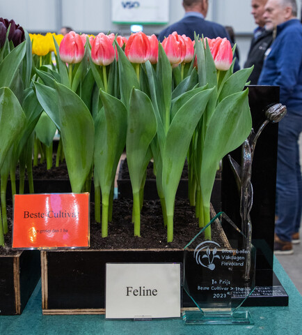 afbeelding 15